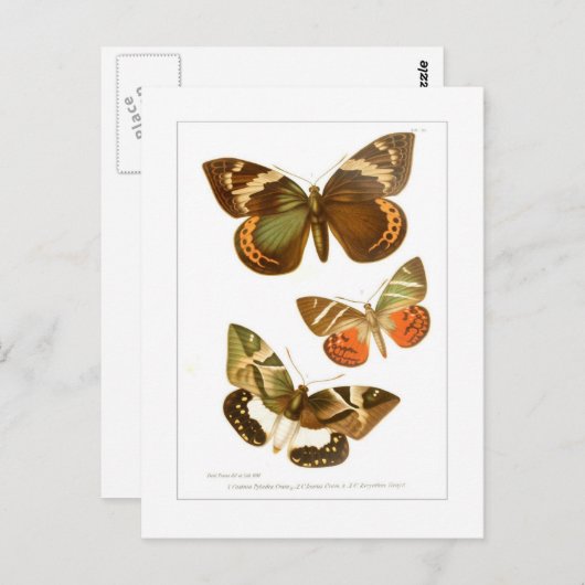 Schmetterlinge Postkarte (Vorne/Hinten)