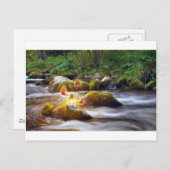 Schmetterlinge Postkarte (Vorne/Hinten)