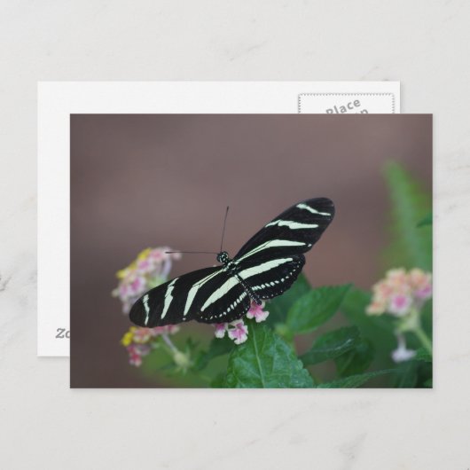 Schmetterlinge Postkarte (Vorne/Hinten)