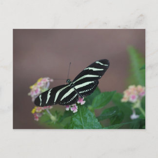 Schmetterlinge Postkarte