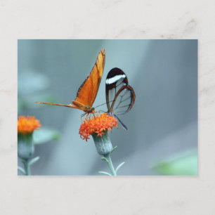 Schmetterlinge Postkarte
