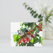 Schmetterlinge Postkarte (Stehend Vorderseite)