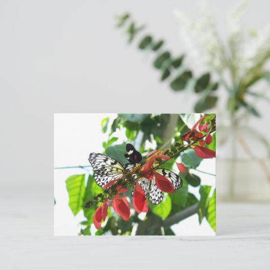 Schmetterlinge Postkarte (Stehend Vorderseite)