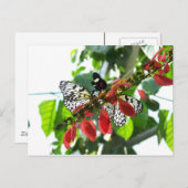 Schmetterlinge Postkarte (Vorne/Hinten)