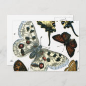 Schmetterlinge Postkarte (Vorne/Hinten)
