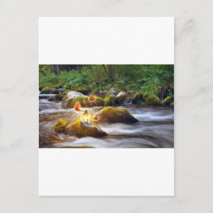 Schmetterlinge Postkarte