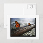 Schmetterlinge Postkarte (Vorne/Hinten)