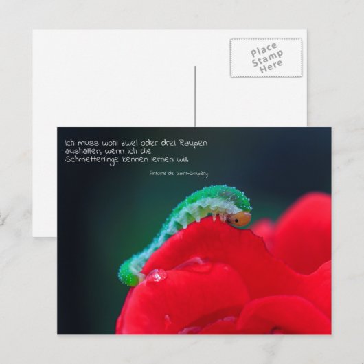 Schmetterlinge Postkarte (Vorne/Hinten)