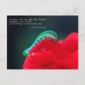 Schmetterlinge Postkarte (Vorderseite)