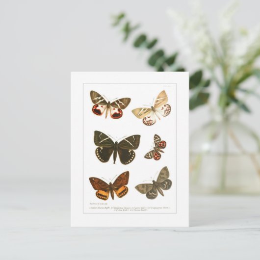 Schmetterlinge Postkarte (Stehend Vorderseite)