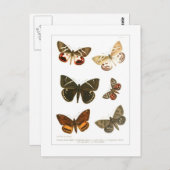 Schmetterlinge Postkarte (Vorne/Hinten)