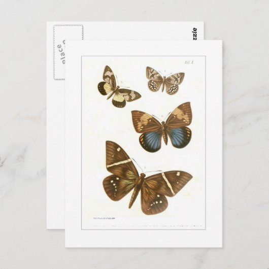 Schmetterlinge Postkarte (Vorne/Hinten)