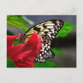 Schmetterlinge Postkarte (Vorderseite)