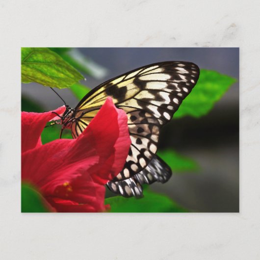 Schmetterlinge Postkarte (Vorderseite)