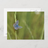 Schmetterlinge Postkarte (Vorne/Hinten)