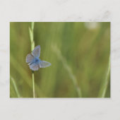Schmetterlinge Postkarte (Vorderseite)