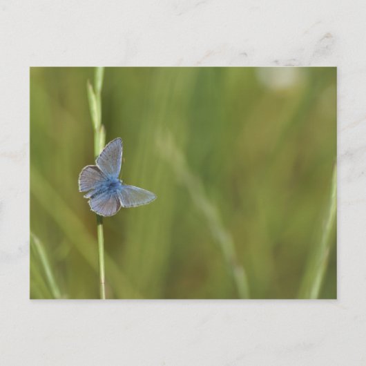 Schmetterlinge Postkarte (Vorderseite)