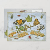 Schmetterlinge, Raupe und Früchte Postkarte (Vorne/Hinten)