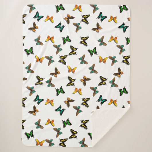 Schmetterlinge Sherpadecke (Vorderseite)