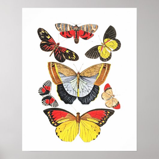 Schmetterlinge, Transparenter Hintergrund, Poster (Vorne)
