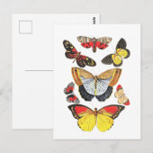Schmetterlinge, Transparenter Hintergrund, Postkarte (Vorne/Hinten)