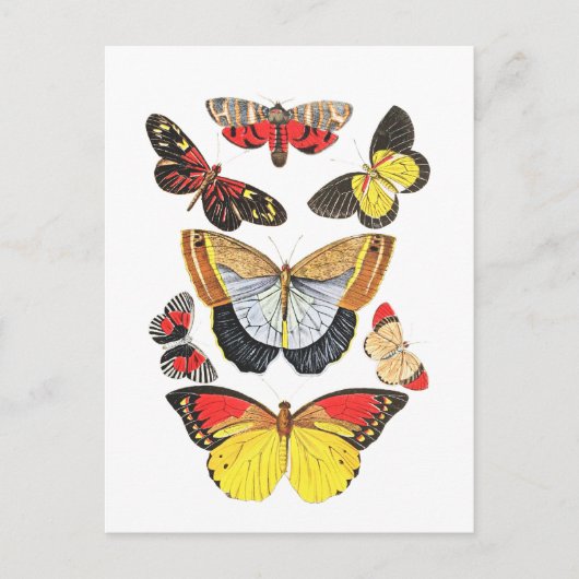 Schmetterlinge, Transparenter Hintergrund, Postkarte (Vorderseite)