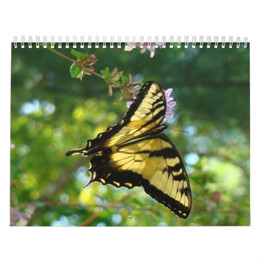 Schmetterlinge und Blume Kalender (Titelbild)