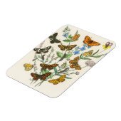 Schmetterlinge und Blume Vintage Illustration 1 Magnet (Linke Seite)