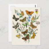 Schmetterlinge und Blume Vintage Illustration 1 Postkarte (Vorne/Hinten)