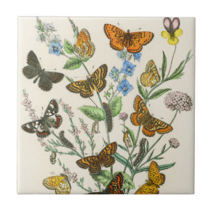 Schmetterlinge und Blumen Vintage-Illustration 1 Fliese