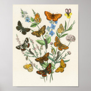 Schmetterlinge und Blumen Vintage-Illustration 1 Poster