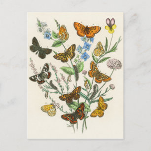 Schmetterlinge und Blumen Vintage-Illustration 1 Postkarte