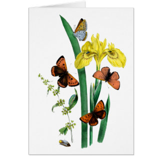 Schmetterlinge und Gelbe Iris
