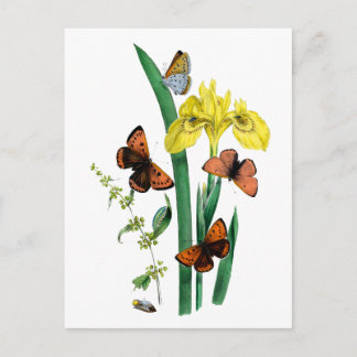 Schmetterlinge und Gelbe Iris Postkarte