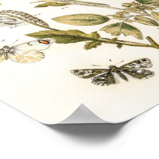 Schmetterlinge und Moths von William Forsell Kirby Poster (Ecke)