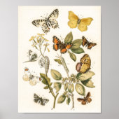 Schmetterlinge und Moths von William Forsell Kirby Poster (Vorne)