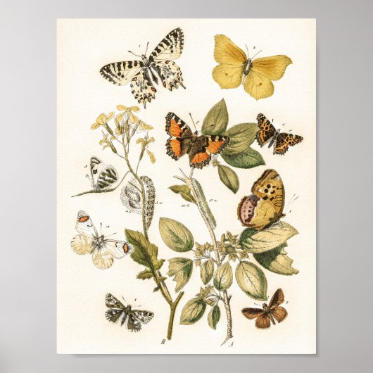 Schmetterlinge und Moths von William Forsell Kirby Poster (Vorne)