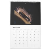 Schmetterlinge und Raupen Kalender (Mär 2026)