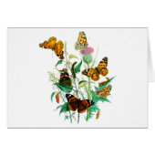 Schmetterlinge und Thistle (Vorderseite (Horizontal))