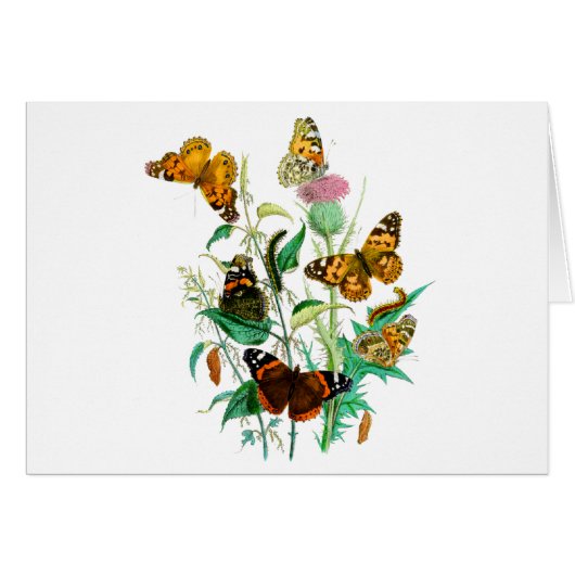 Schmetterlinge und Thistle (Vorderseite (Horizontal))