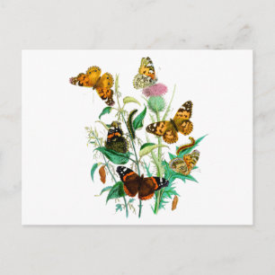 Schmetterlinge und Thistle Postkarte