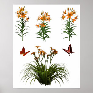 Schmetterlinge und Tiger Lilien Poster