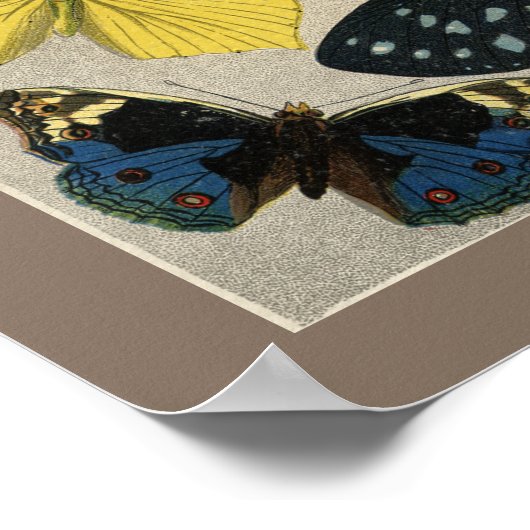 Schmetterlinge Vintag 1904 Illustration Poster (Ecke)