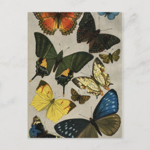 Schmetterlinge Vintage 1904 Postkarte