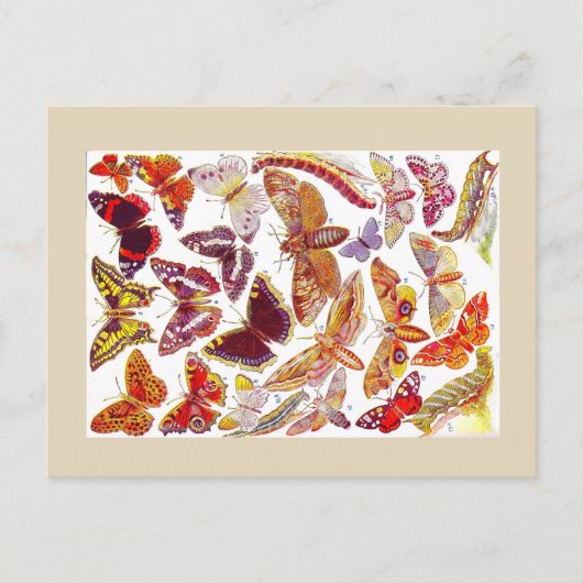Schmetterlinge Vintage Postkarte | Insekten (Vorderseite)