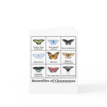 Schmetterlinge von Chautauqua