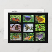 Schmetterlinge von South Carolina Postcard Postkarte (Vorne/Hinten)