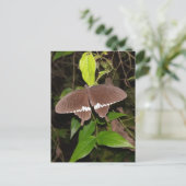 Schmetterlingerin Postkarte (Stehend Vorderseite)