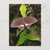 Schmetterlingerin Postkarte (Vorderseite)