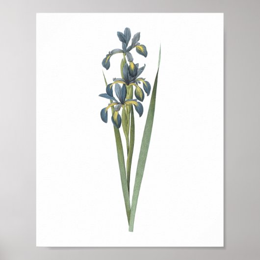 Schmetterlingiris (Iris spuria) von Redouté Poster (Vorne)